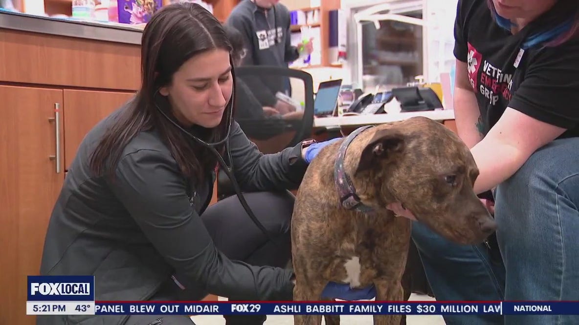 Introducing Philadelphia's new dog blood bank: Everything you need to know