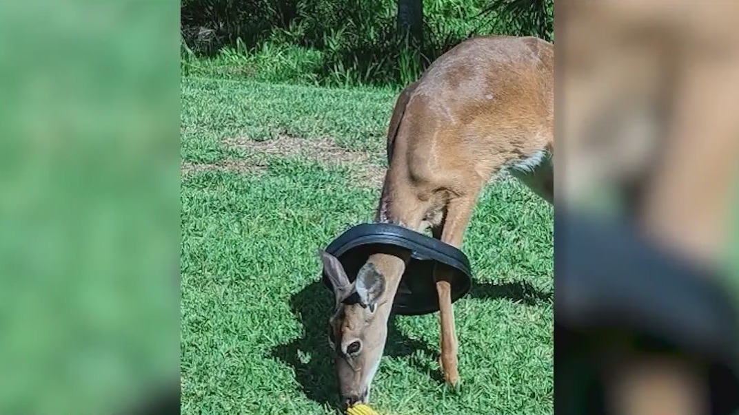 Deer caught in trash can lid delivers baby