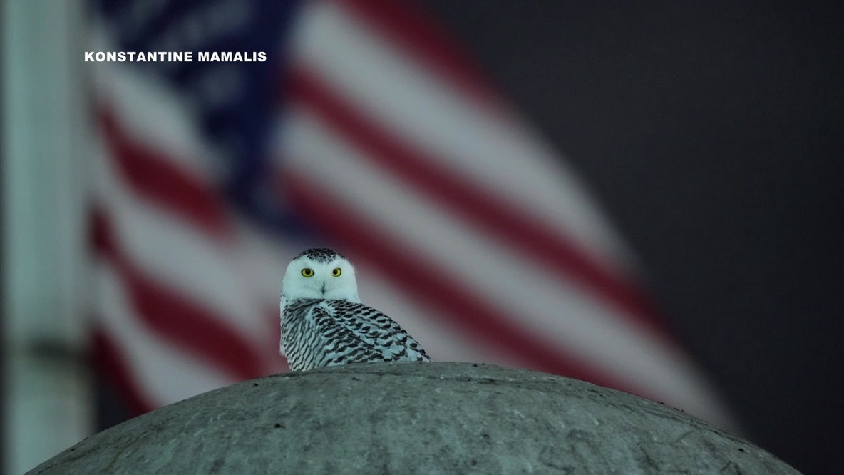 Snowy owl sightings at Union Station draw crowds