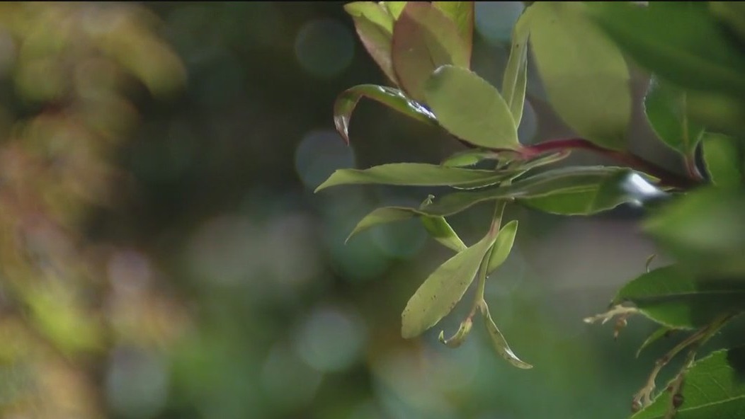 Freeze watch for parts of Bay Area over holiday weekend