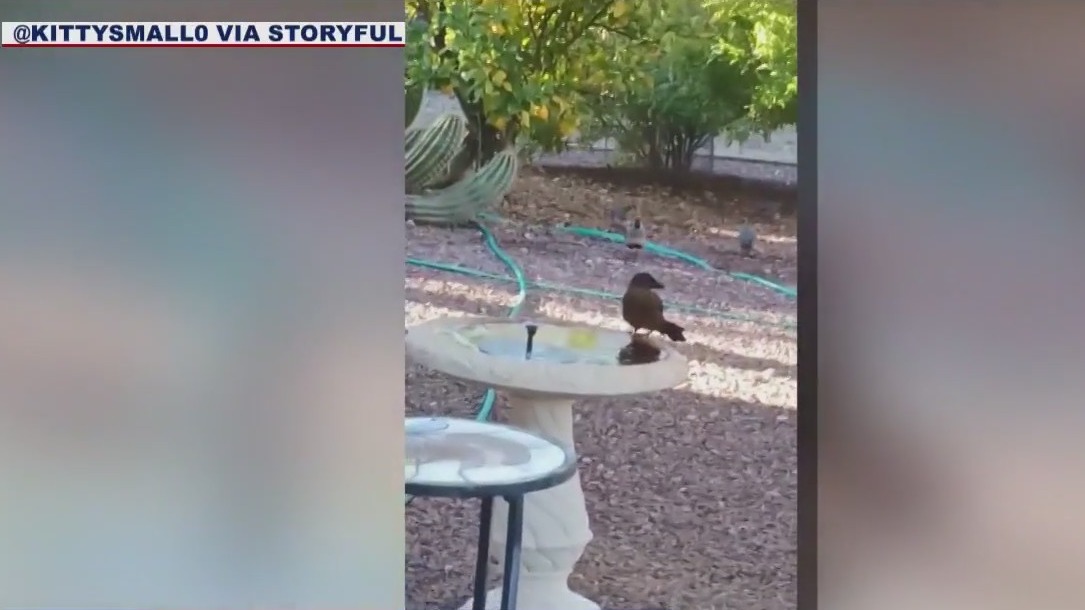 Bird in Arizona finds frozen water feeder