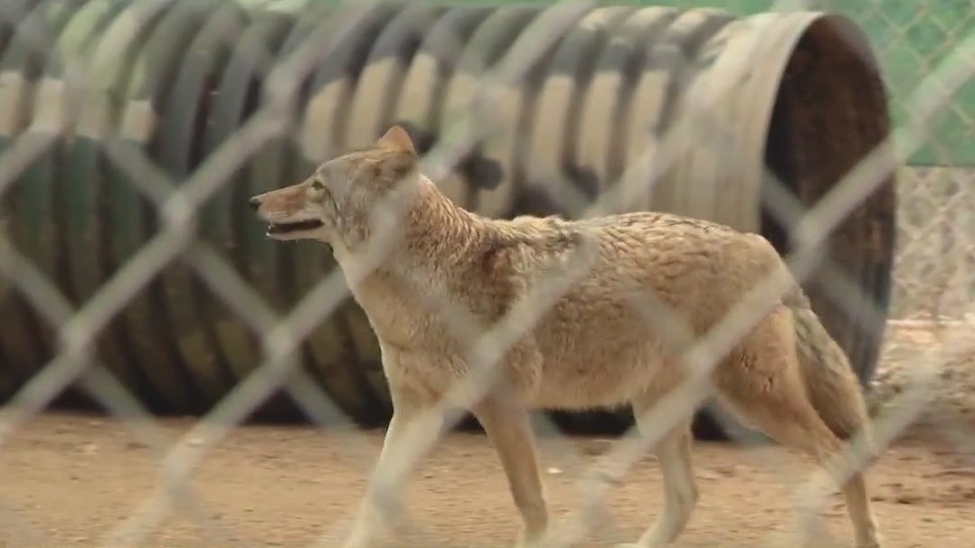 Rodent poison sickening coyotes in the Phoenix area