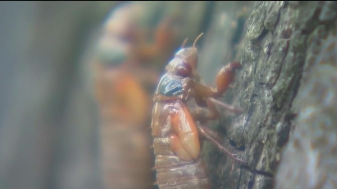 Cicadas infestations ready to begin