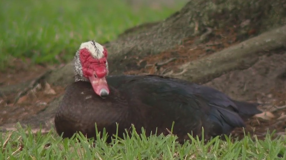 Cypress HOA accused of hiring company to kill off neighborhood ducks