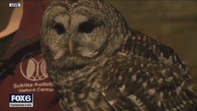 All about owls at Schlitz Audubon