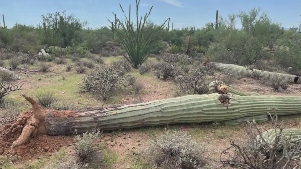 Nearly 1,200 saguaros toppled in southern Arizona