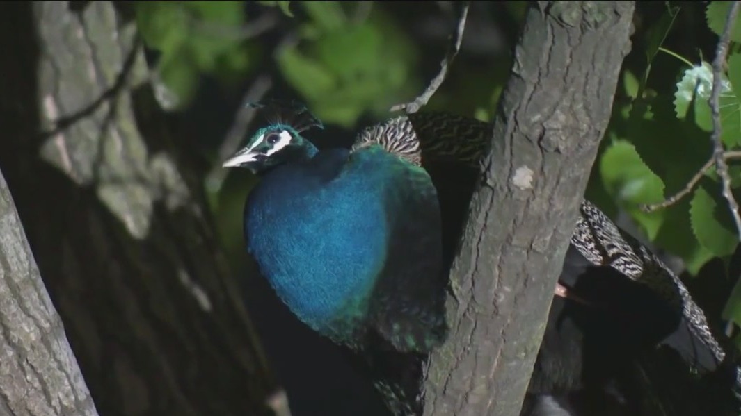 Peacock on the run in the Bronx