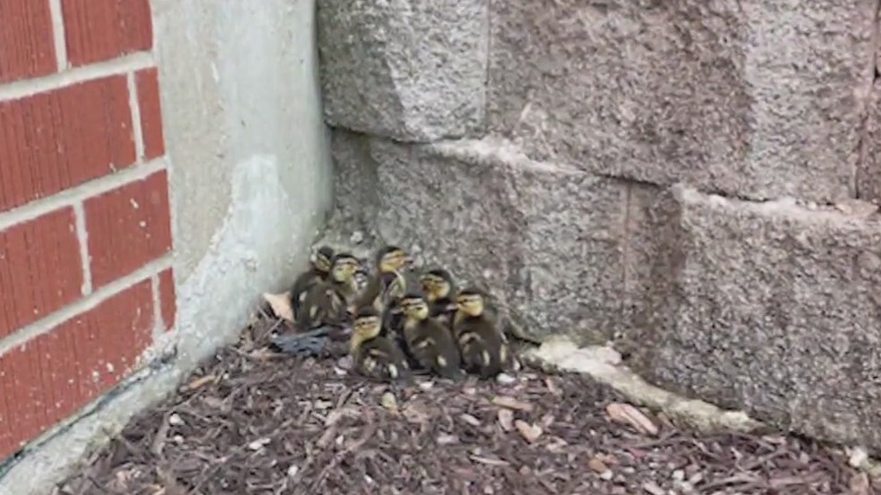 Vernon Hills firefighters rescue ducklings from sewer drain
