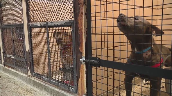 Detroit's animal shelter gets new $11 million facility