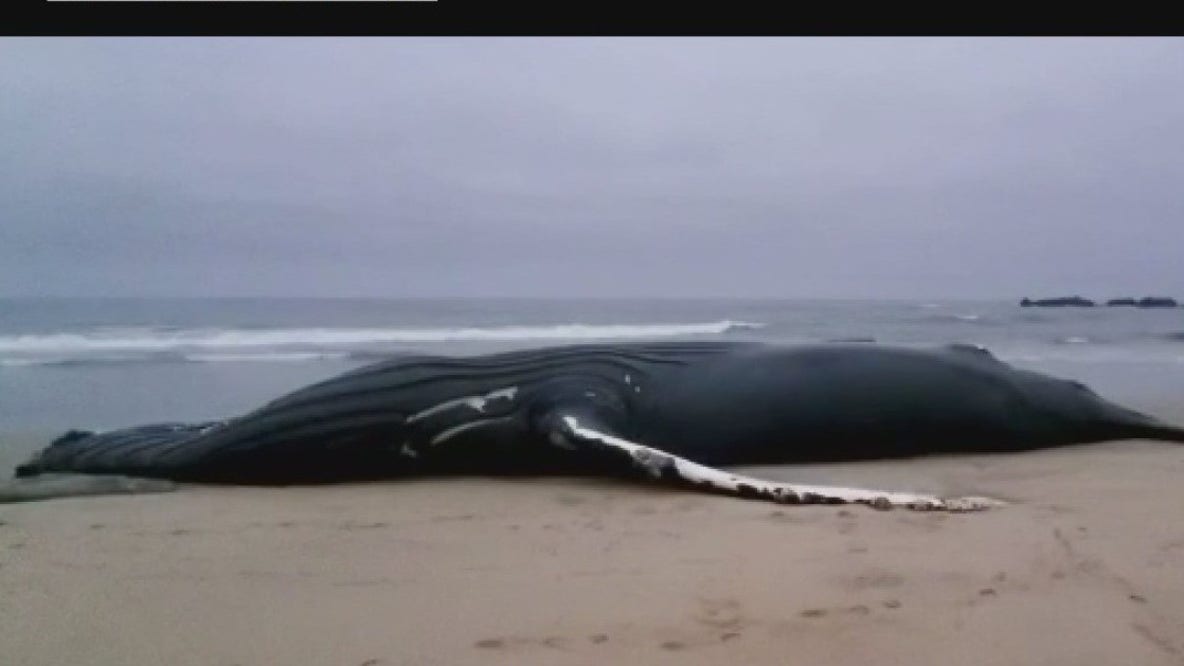 Humpback whale found on shoreline of Half Moon Bay
