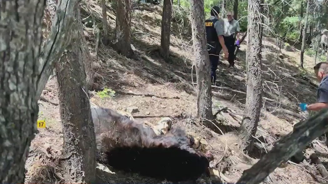 Rare bear attack kills man in Prescott