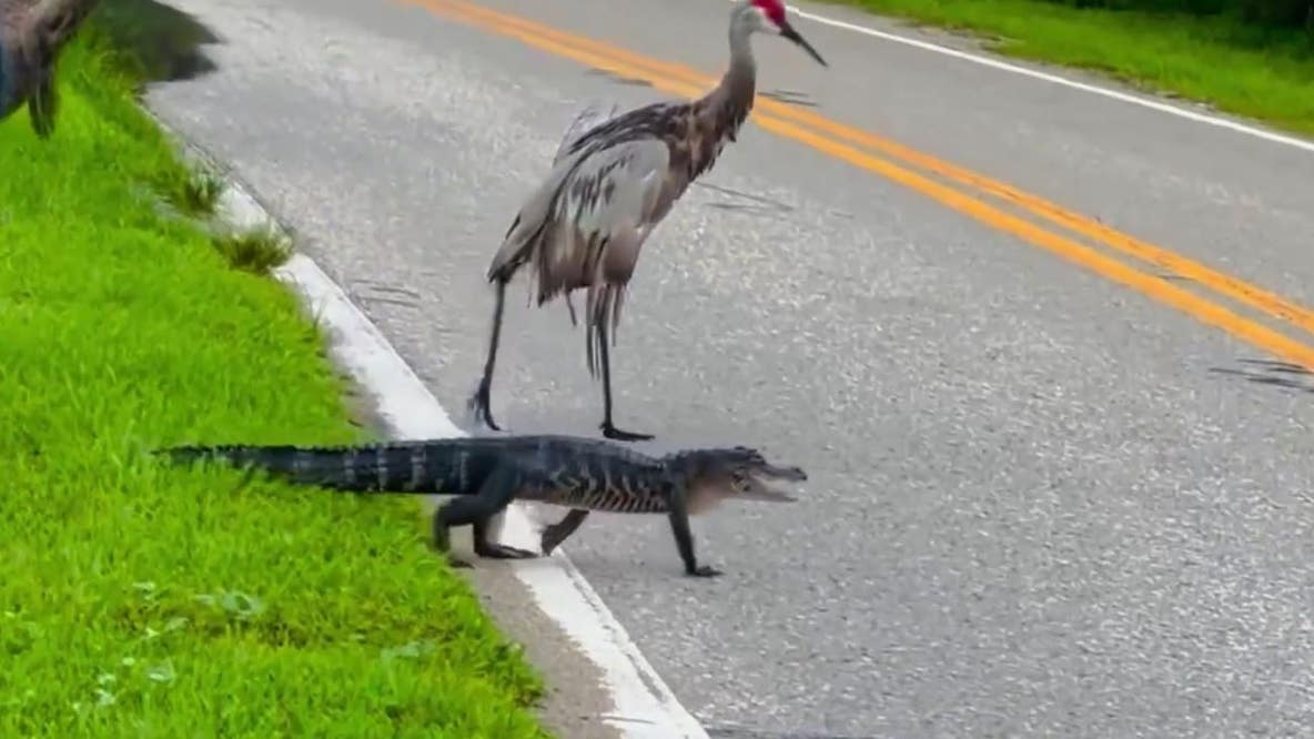 Sandhill cranes help alligator cross road