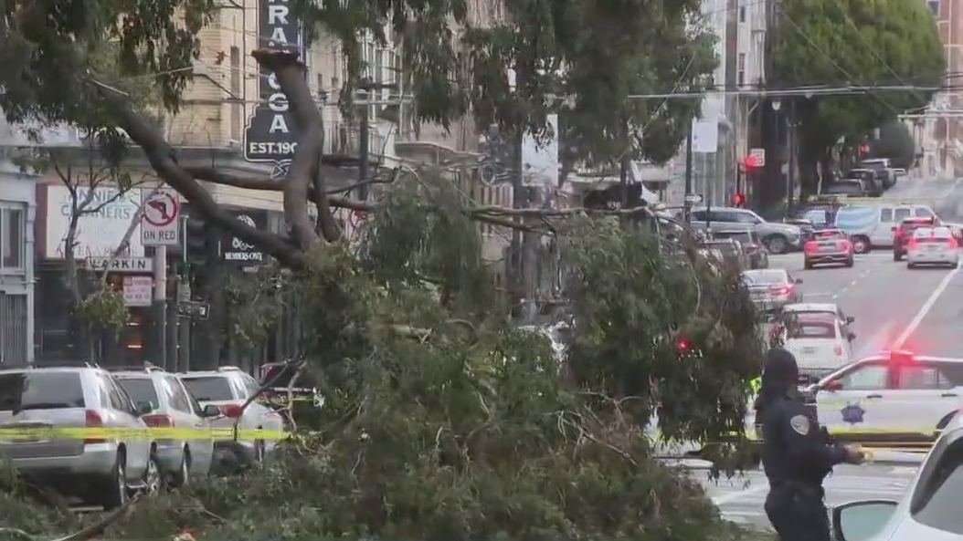 Two struck by falling tree in San Francisco