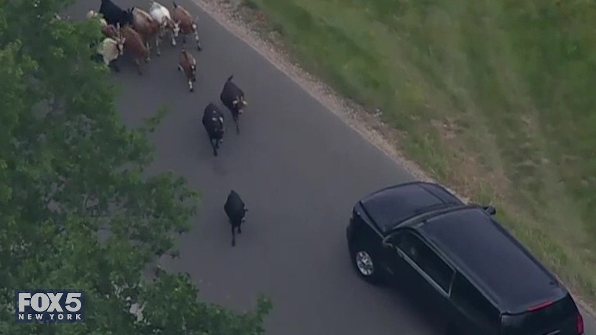 Trump motorcade stops for goats in road