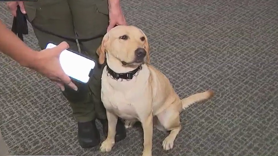 Vape-detecting K-9 coming to school district
