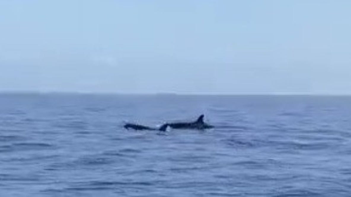 Watch: Pod of orcas in Florida Keys