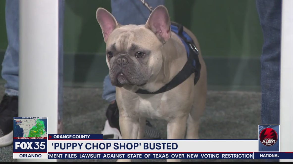 'Puppy chop shop' busted, authorities say