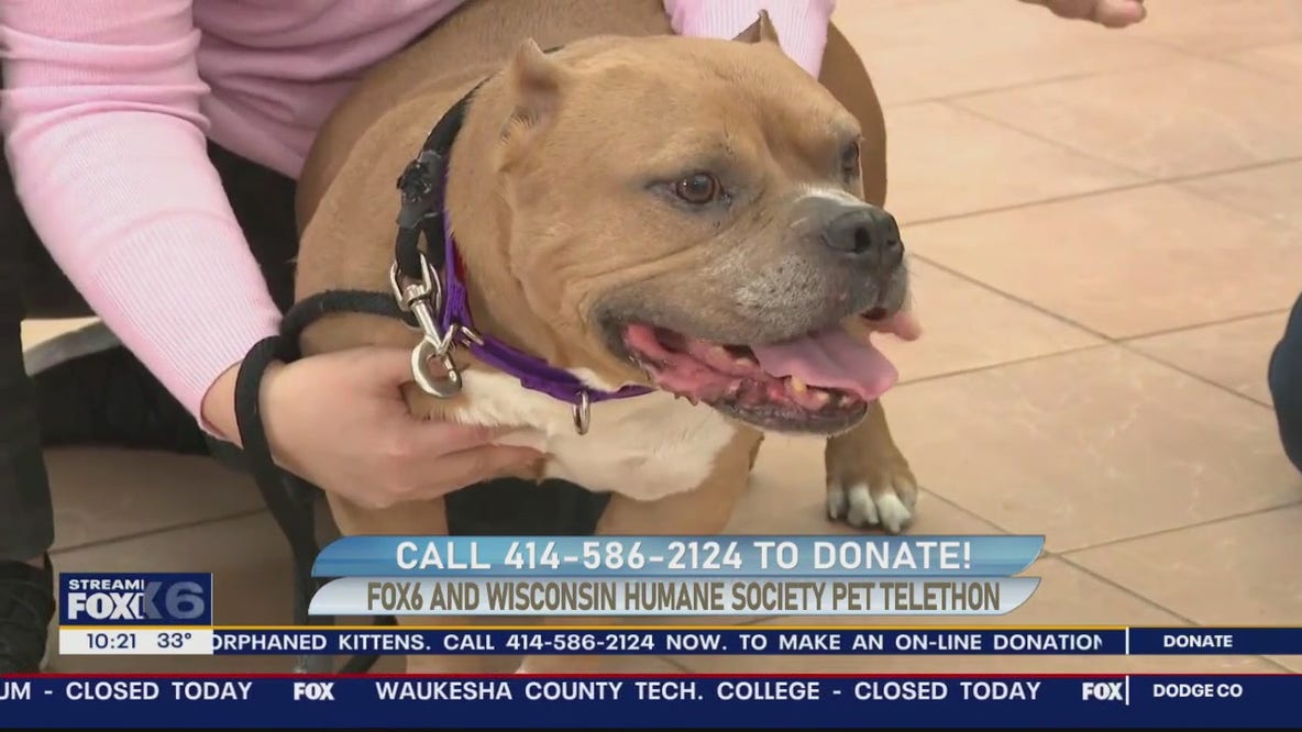 FOX6 and Wisconsin Humane Society Pet Telethon