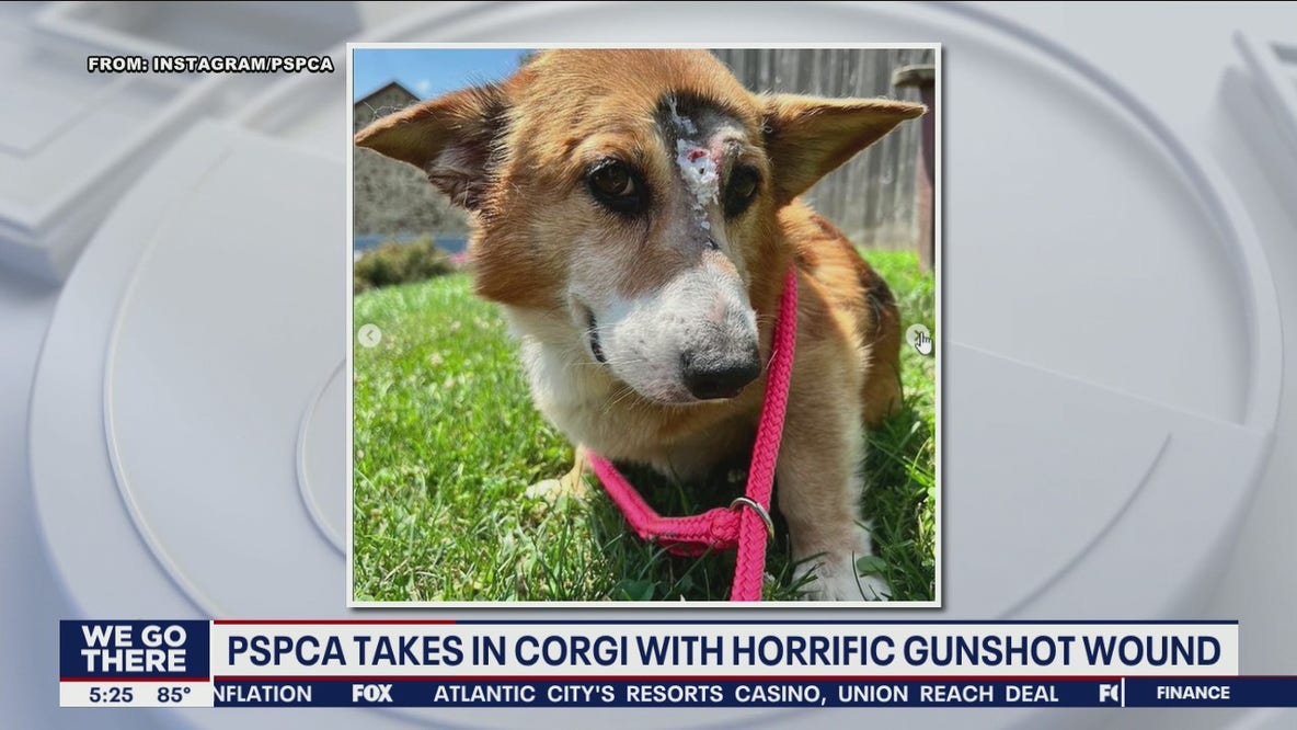 'Lucky to be alive': Arthur the corgi survives after being shot in the head, Pennsylvania SPCA says