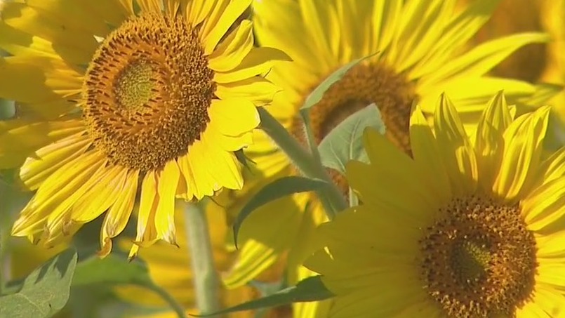 Summer Sunflower Festival in Kenosha County