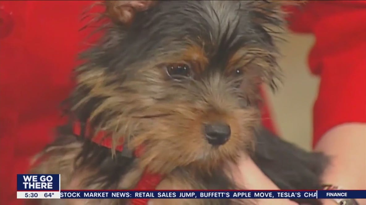 Philadelphia sees alarming rise of canine flu