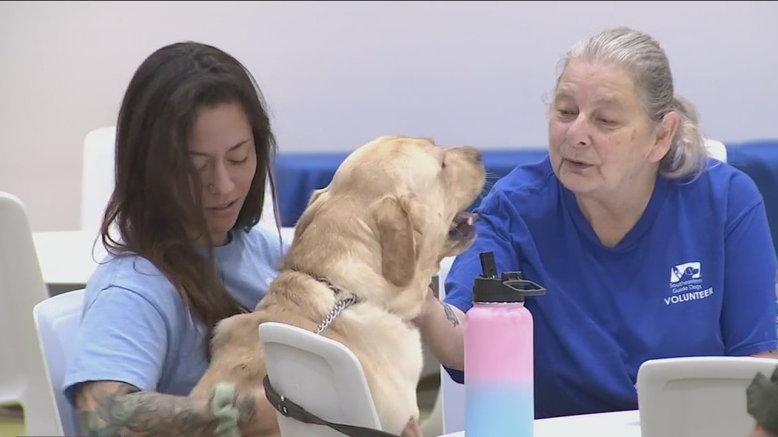 From guide dogs to FWC dogs | FOX 13 Tampa Bay