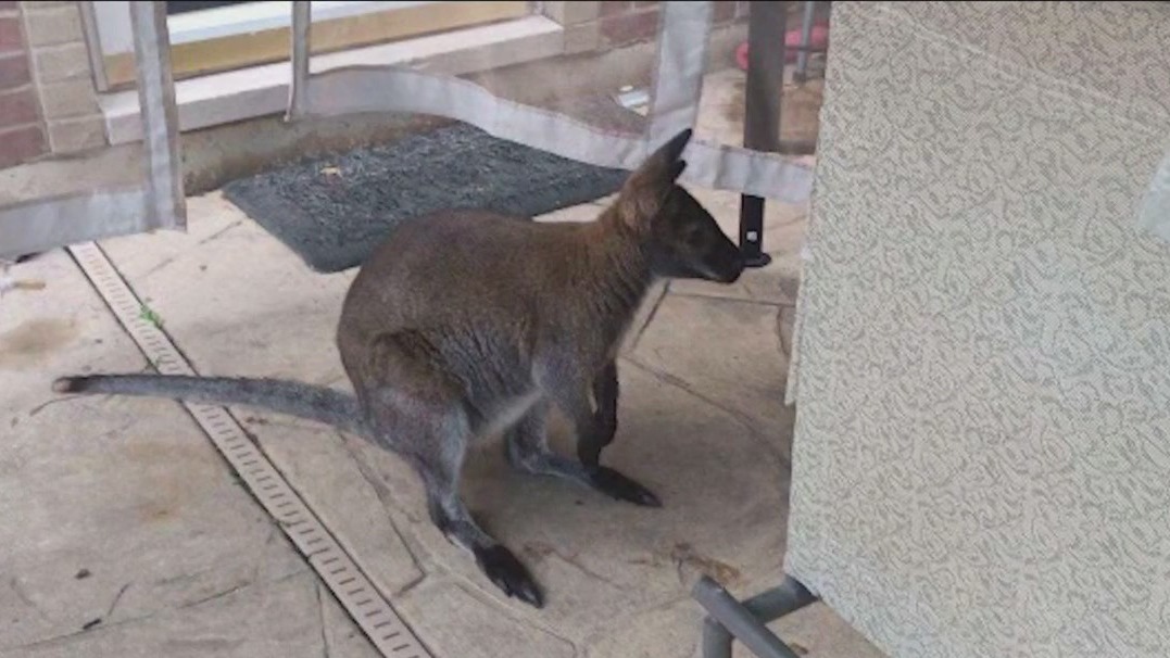 Rupert the wallaby still hasn't been found after two days