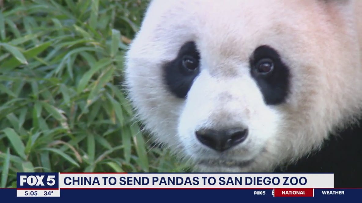 Could giant pandas return to DC’s National Zoo?