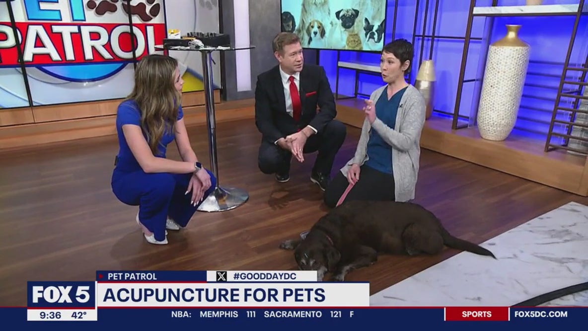 Learning more about dog acupuncture