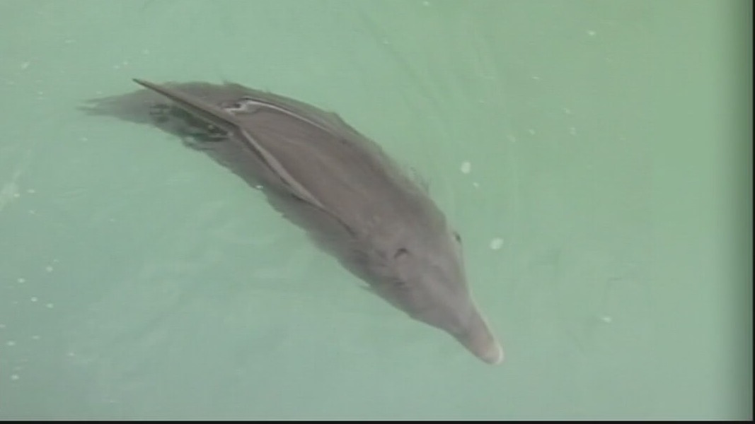 Cynthia Smoot covers Winter the dolphin at Clearwater Marine Aquarium