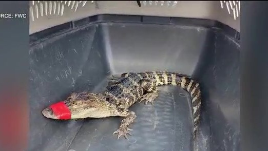 Florida Crime of The Week: Gator shoplifted