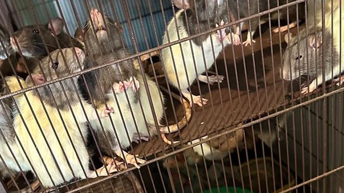 Deputies: Florida woman, child found living in 'deplorable' home filled with feces, 300 rats 'roaming freely'