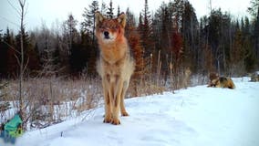 Montage of Minnesota trail cam footage by Voyageurs Wolf Project