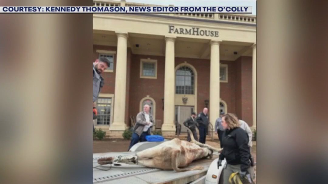 UT fans react to dead longhorn found at OSU