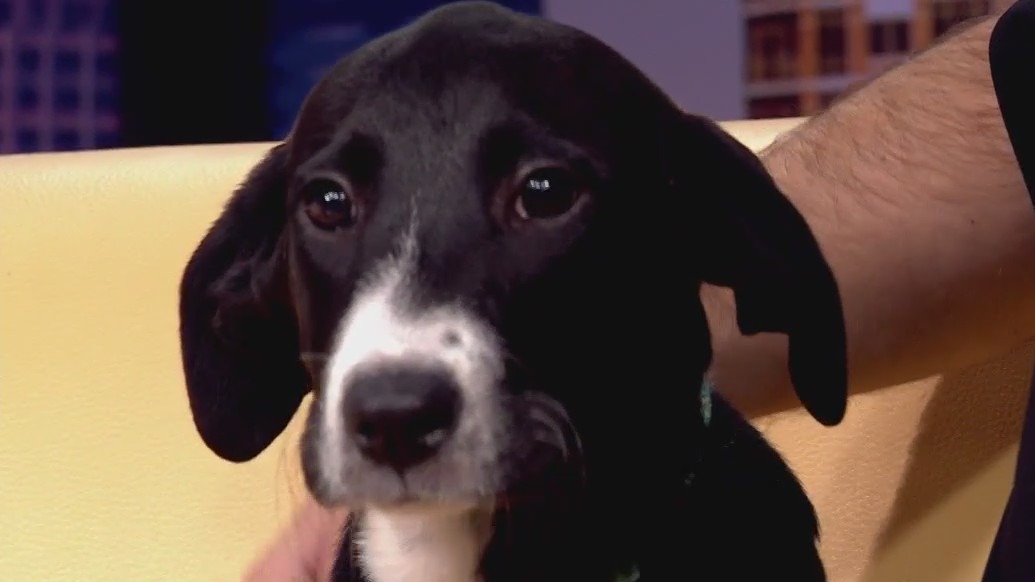 Pet of the Week: Spudlina from APA!