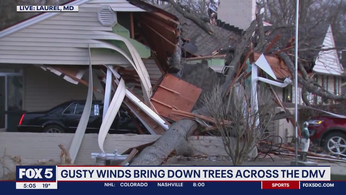 Gusty winds bring down trees across the DMV