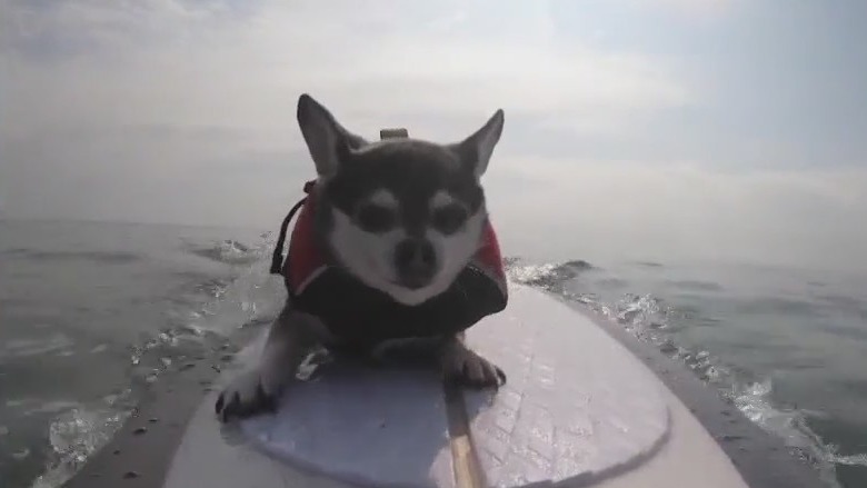 2nd annual 'Hang 8 Dog Surfing Extravaganza'