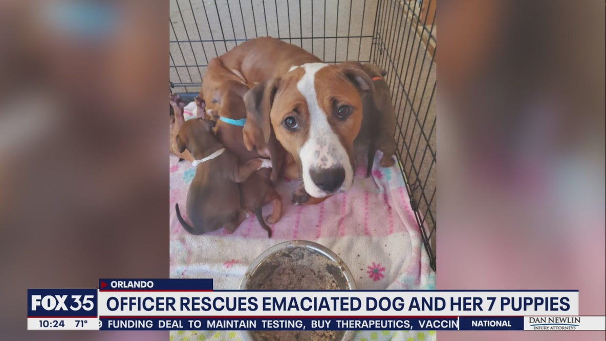 Momma dog, 7 pups rescued from home in Orlando