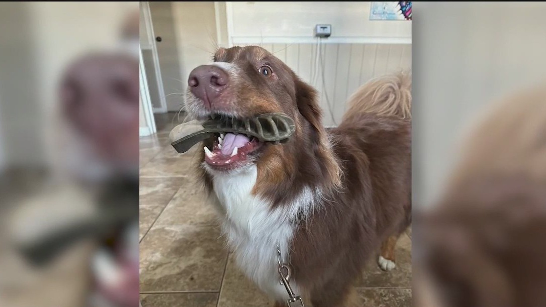Dog goes missing after entering obedience training