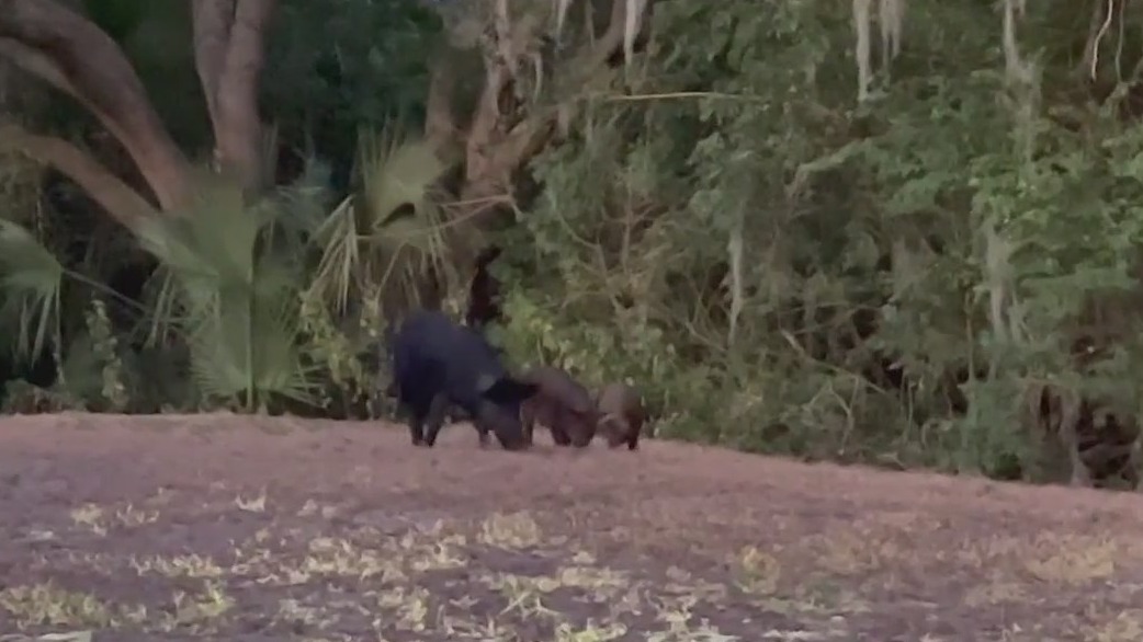 Wild hogs tearing up yards in Sanford