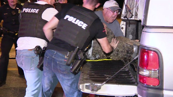 Officers load up nearly 10-foot gator into van