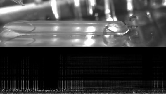 Nebraska fisherman reels in new fish species in state