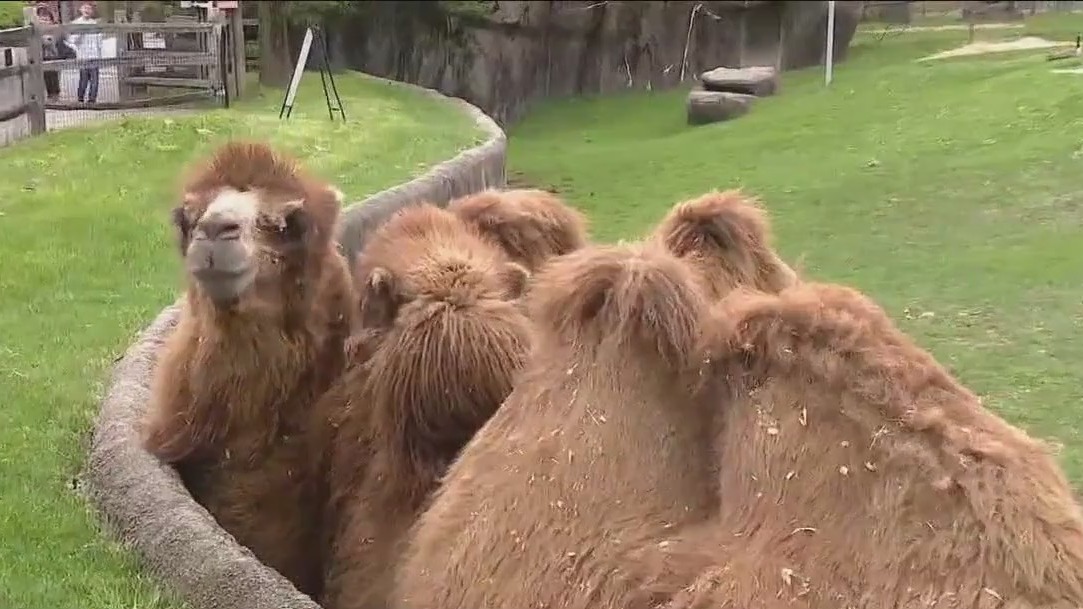 Celebrate Hump Day with Brookfield Zoo Chicago