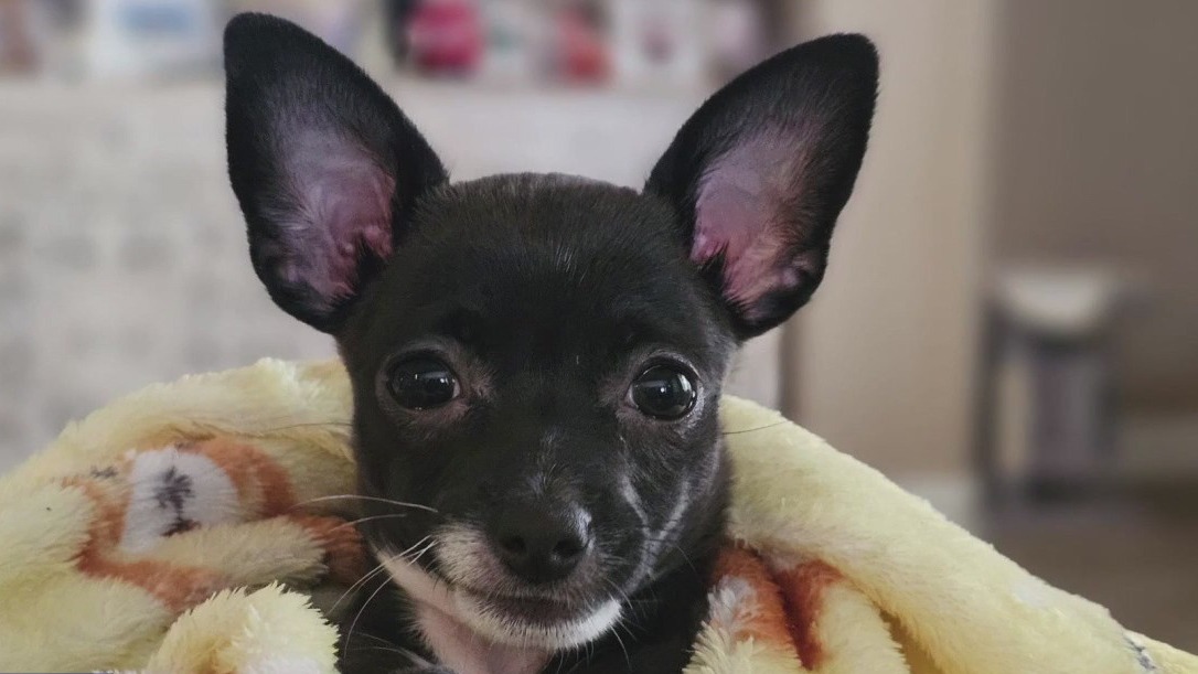 Family demanding answers after their dog escaped from at Canyon Lakes Veterinary Clinic, later found dead