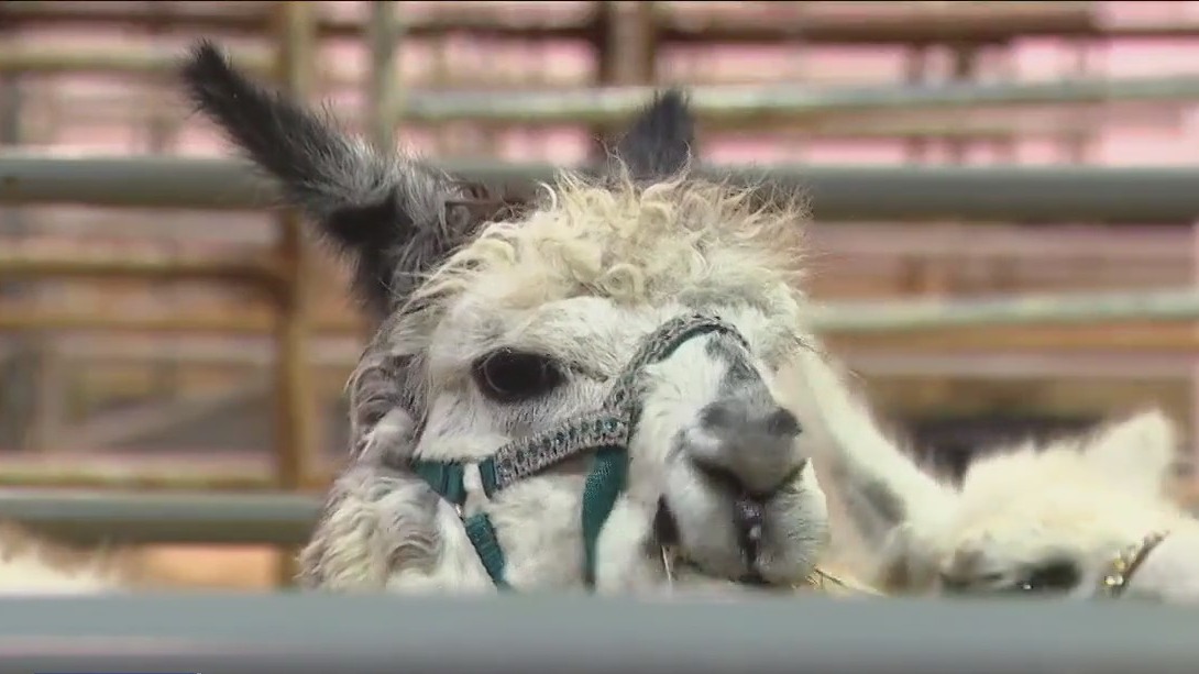 Llamas arrive at the Houston Livestock Show and Rodeo