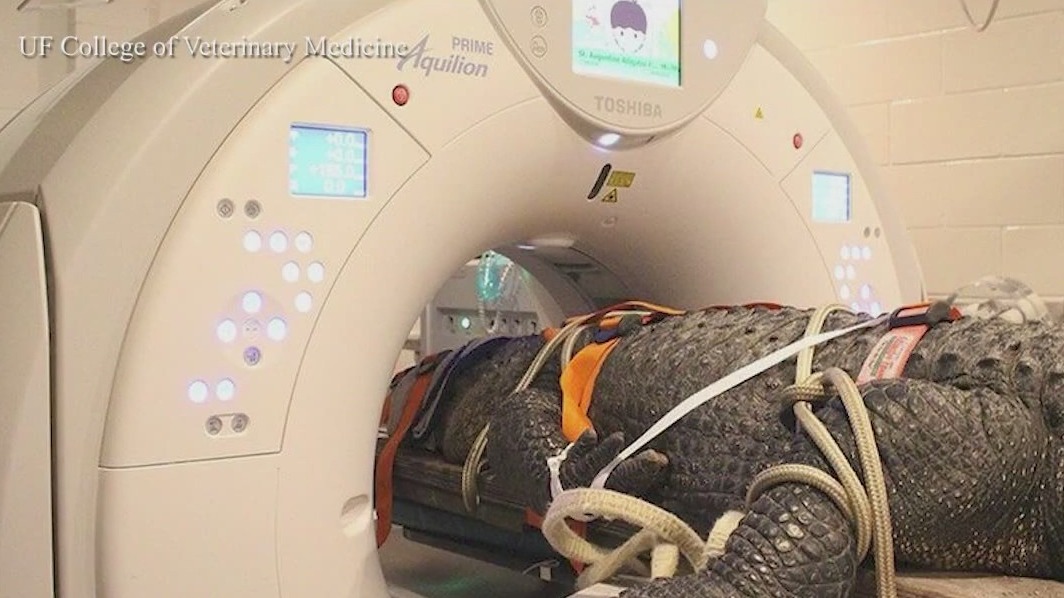376-pound gator gets a CT scan by UF vets
