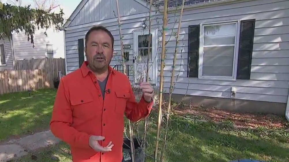 Tree planting tips ahead of Arbor Day