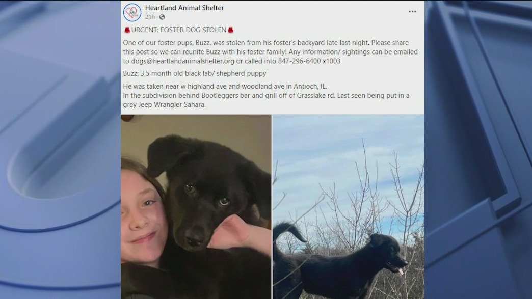 Foster puppy stolen in Antioch