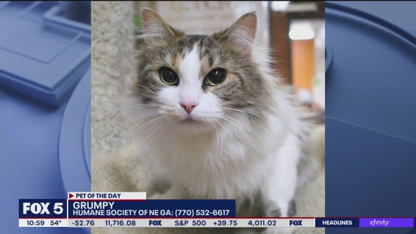 PET OF THE DAY: Grumpy