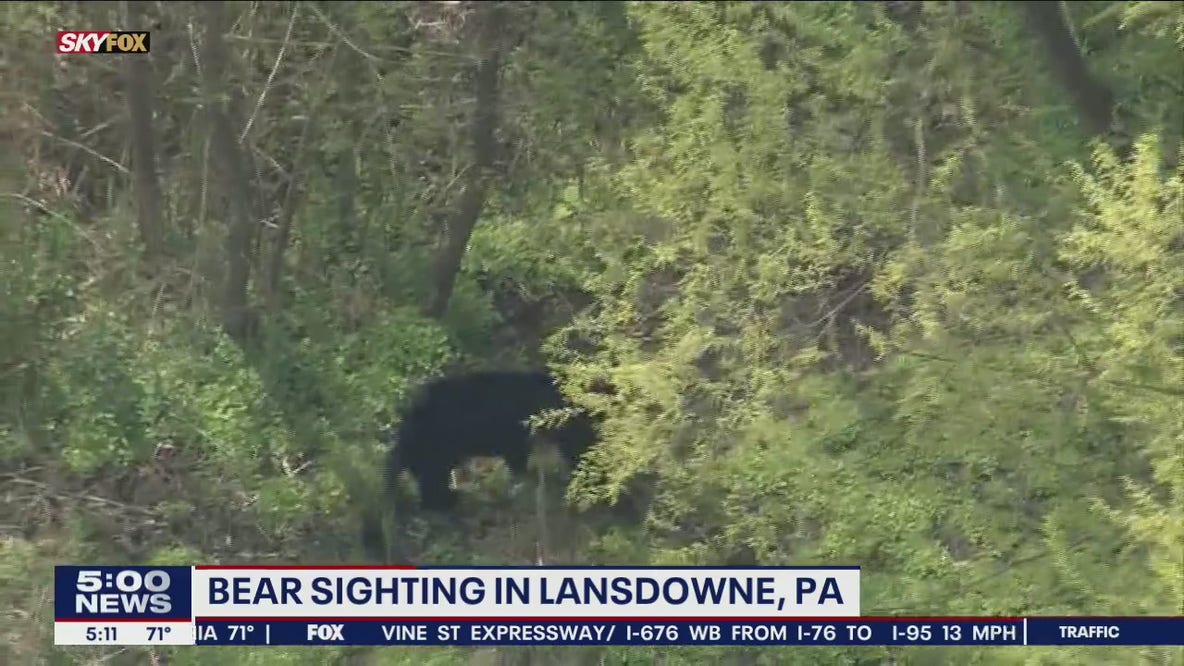 Bear shot with tranquilizer, not captured in Delaware County, game warden says